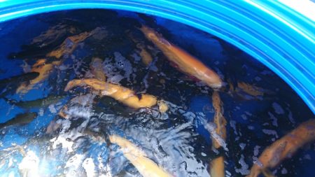 フィッシングレイクたかみや 釣果