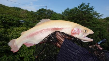 フィッシングレイクたかみや 釣果