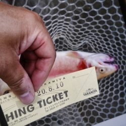 フィッシングレイクたかみや 釣果