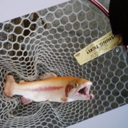 フィッシングレイクたかみや 釣果