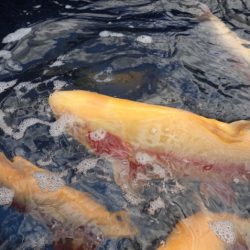 フィッシングレイクたかみや 釣果