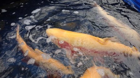 フィッシングレイクたかみや 釣果