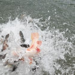 フィッシングレイクたかみや 釣果