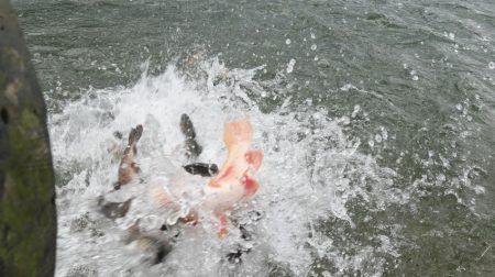 フィッシングレイクたかみや 釣果