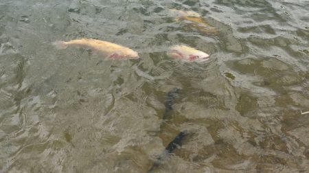 フィッシングレイクたかみや 釣果
