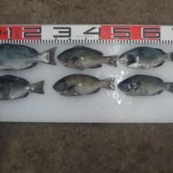 のとじま臨海公園海づりセンター 釣果