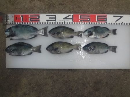 のとじま臨海公園海づりセンター 釣果