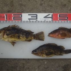 のとじま臨海公園海づりセンター 釣果