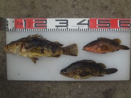 のとじま臨海公園海づりセンター 釣果