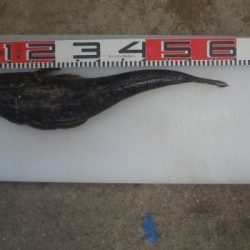 のとじま臨海公園海づりセンター 釣果