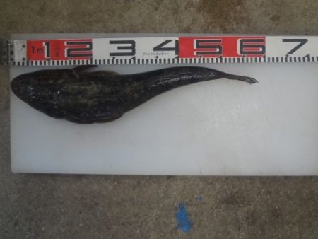 のとじま臨海公園海づりセンター 釣果