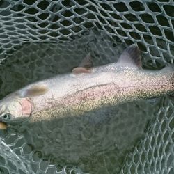 フィッシングエリア帝釈 釣果