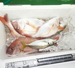 恵陽丸 釣果