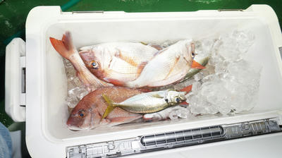 恵陽丸 釣果