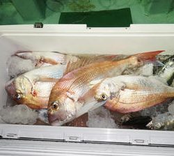 恵陽丸 釣果