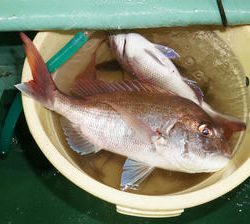 恵陽丸 釣果