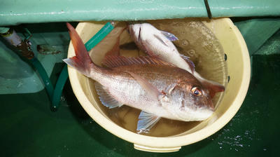 恵陽丸 釣果