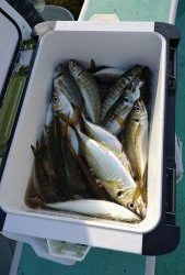 KONAYAーMARU(こなや丸) 釣果