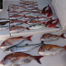 フィッシングボートACE(エース) 釣果