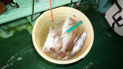 恵陽丸 釣果