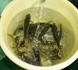 恵陽丸 釣果