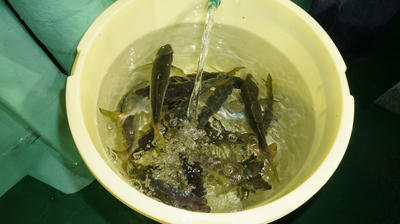 恵陽丸 釣果