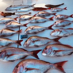 フィッシングボートACE(エース) 釣果