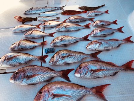 フィッシングボートACE(エース) 釣果