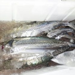 恵陽丸 釣果