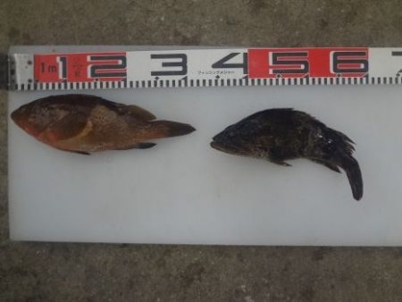 のとじま臨海公園海づりセンター 釣果