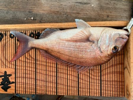 幸吉丸 釣果