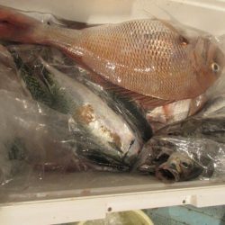 松福丸 釣果