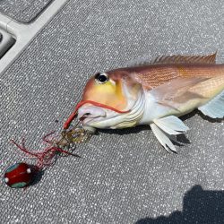 まるいち丸 ZERO-1 釣果