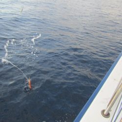 ジギング船 BLUEWATER 釣果