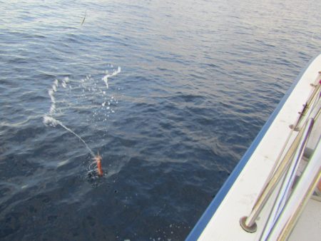 ジギング船 BLUEWATER 釣果