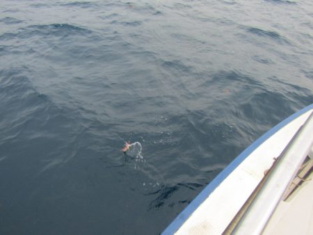 ジギング船 BLUEWATER 釣果