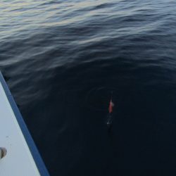 ジギング船 BLUEWATER 釣果