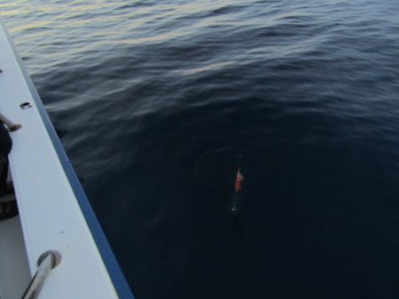 ジギング船 BLUEWATER 釣果