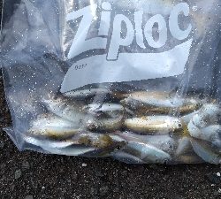 アジジングをやりに行ってきました