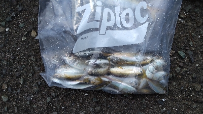 アジジングをやりに行ってきました