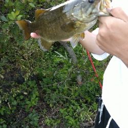 スモールマウスバス