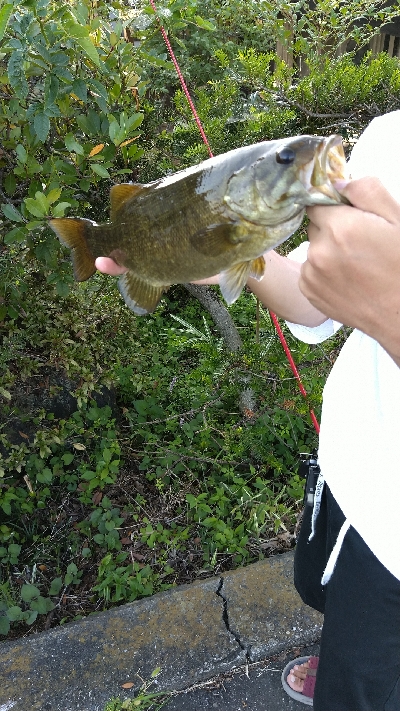 スモールマウスバス