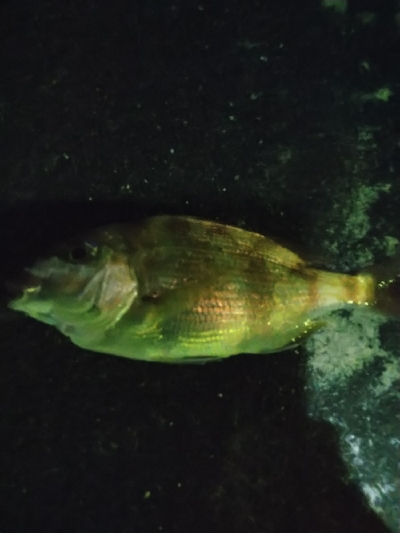 ぶっこみ釣りで真鯛