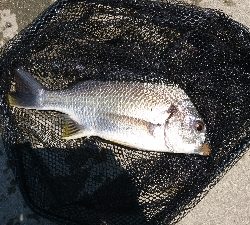 マルキュー クラブ