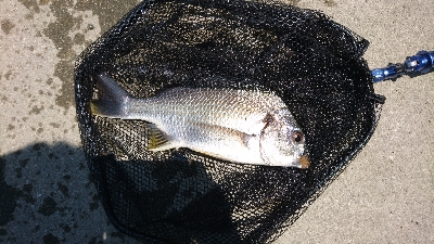 マルキュー  クラブ