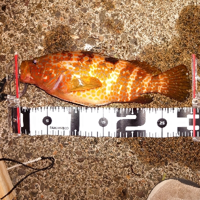 エビ撒きでアコウ