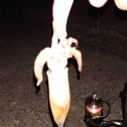 ケンサキ終わり?