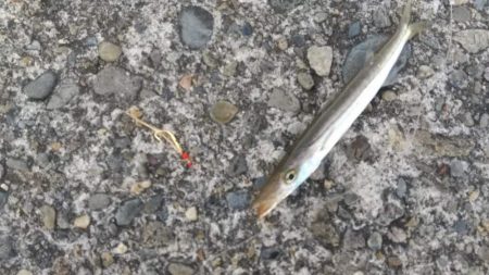 ジグサビキでカマス入れ食い(*\\\\\\\’▽\\\\\\\’)