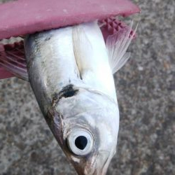 祝日、酷暑、アジ、サバ、イワシ