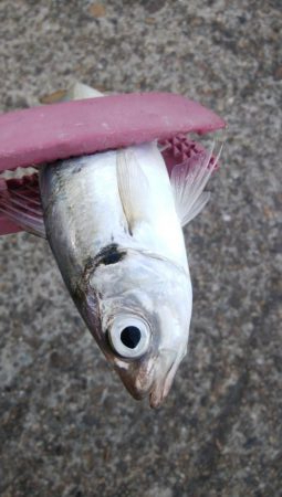 祝日、酷暑、アジ、サバ、イワシ